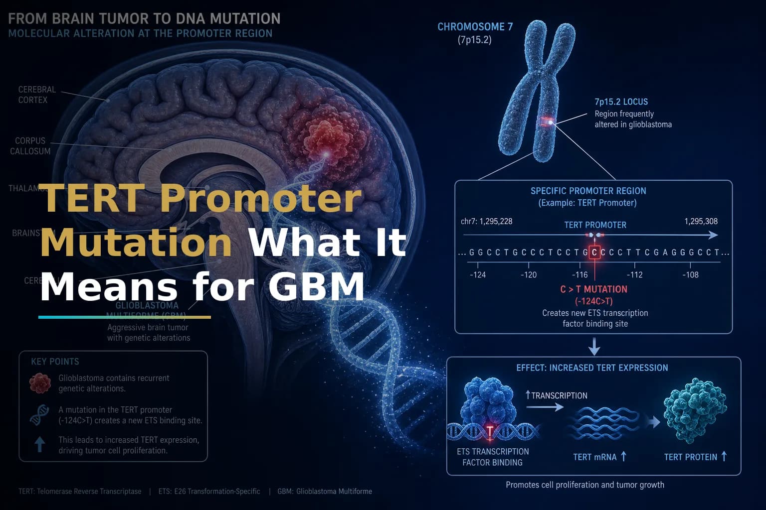 TERT Promoter Mutation in Glioblastoma: What This Molecular Marker Means for Your Prognosis and Treatment Options