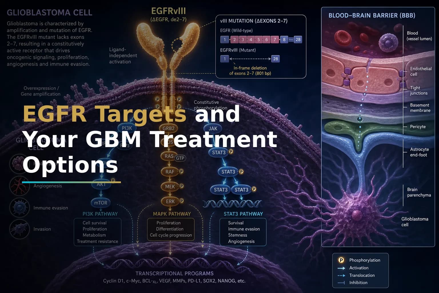 EGFRvIII and EGFR Amplification in Glioblastoma: What These Molecular Targets Mean for Your Treatment Options and Clinical Trial Eligibility