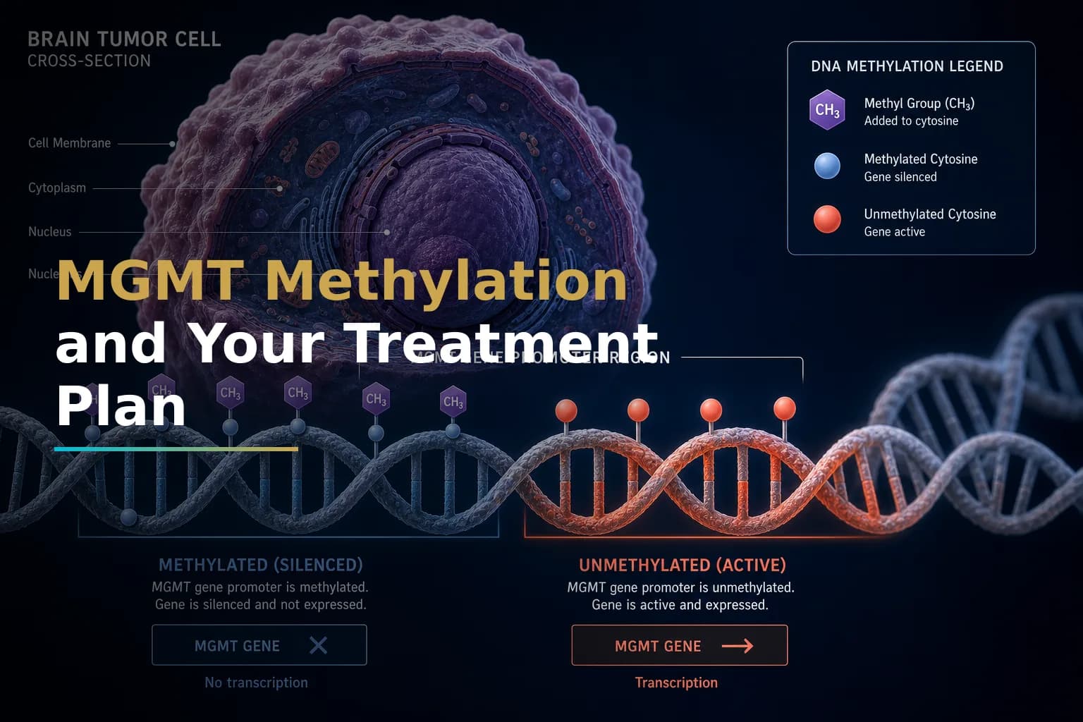 MGMT Methylation in Glioblastoma: What This Biomarker Really Means for Temozolomide Response and Your Treatment Plan
