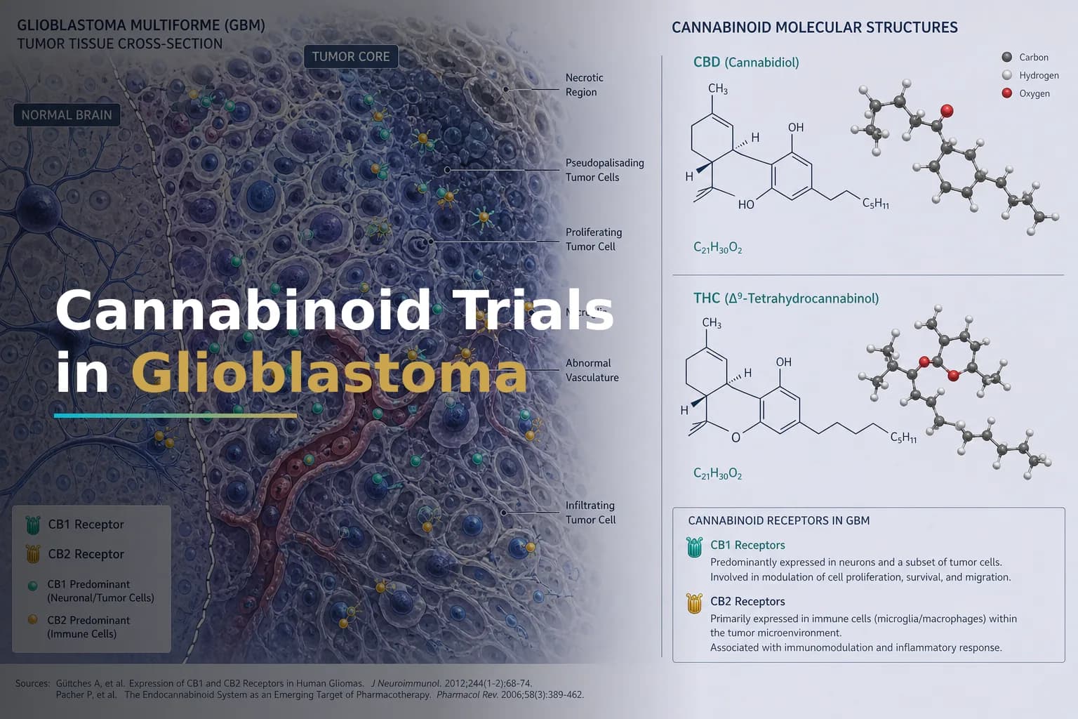 Cannabinoids in Glioblastoma: What Clinical Trials Show